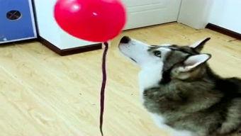 小驴爆料实拍视频大全,揭秘生活瞬间，视频大全精彩呈现